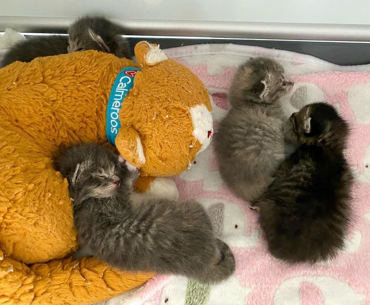 newborn kittens snuggly toy
